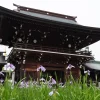 宮地嶽神社の菖蒲
