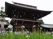 宮地嶽神社の菖蒲