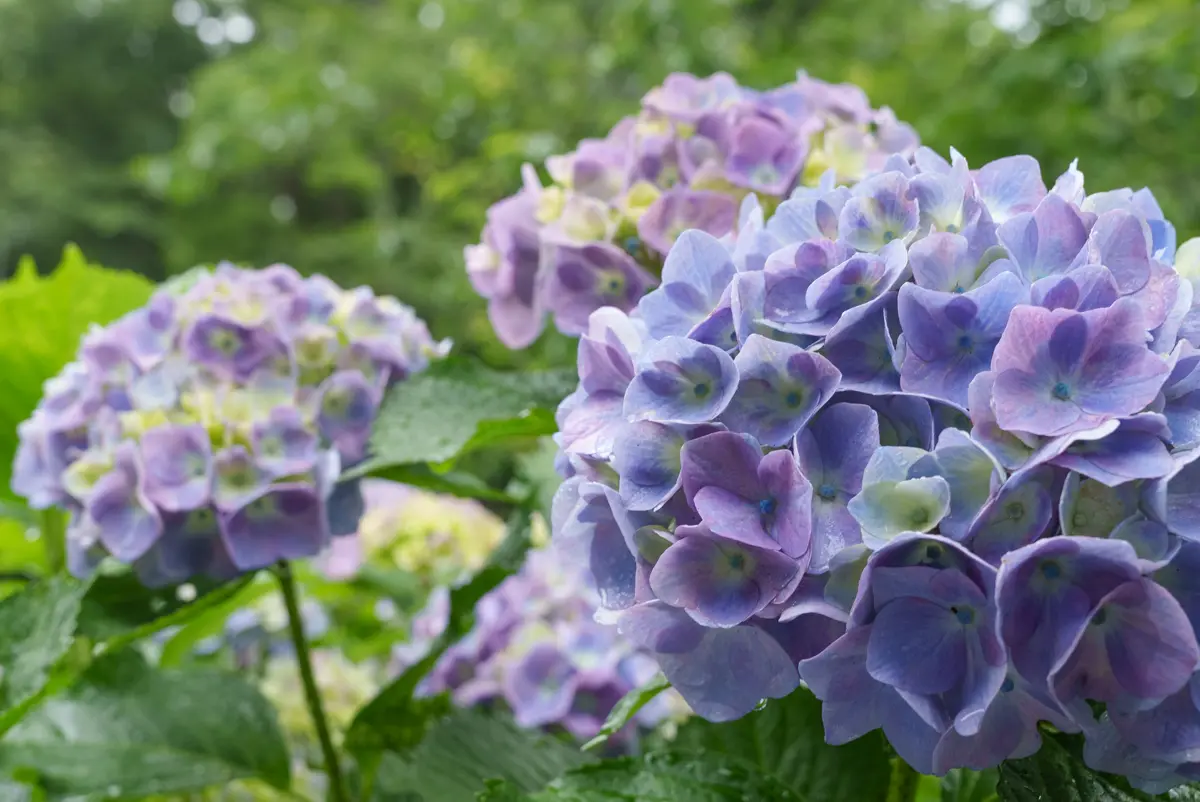 紫雲出山の紫陽花