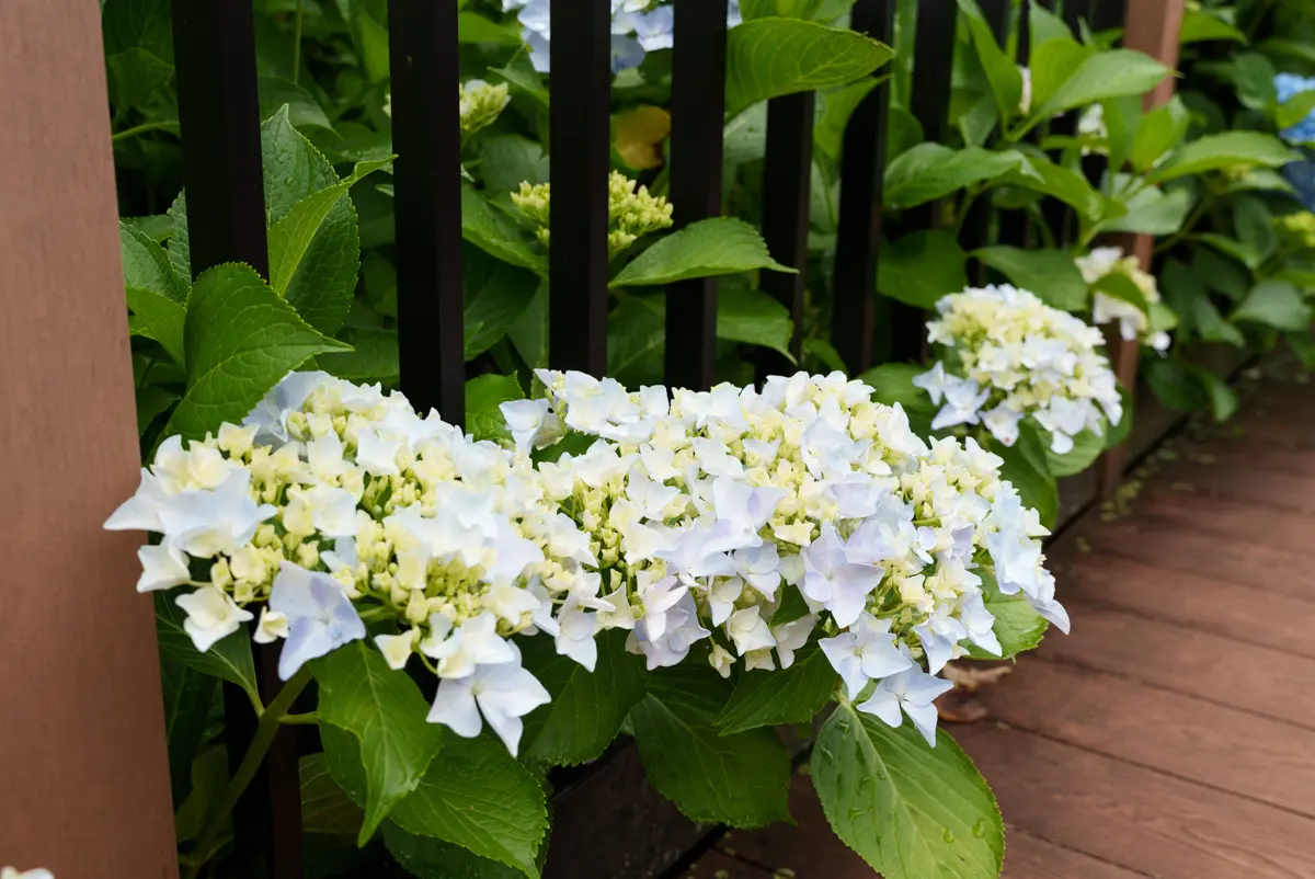 国営讃岐まんのう公園の紫陽花